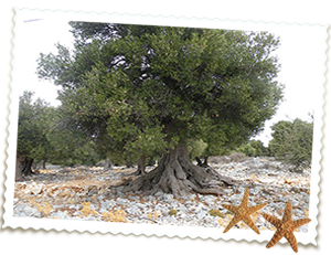 Apartmani Luci & Kety Lun Pag